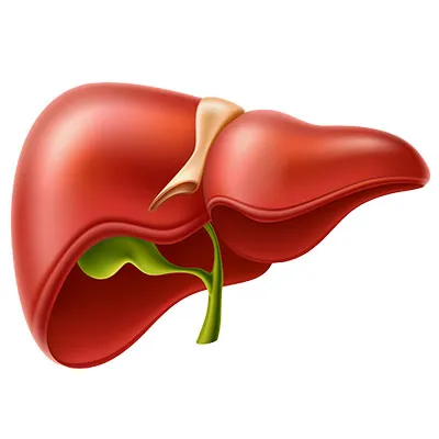 Liver Function Test